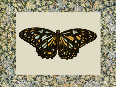 Image Not Available
